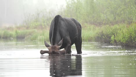 un alce toro gira la cabeza y sopla agua por la nariz mientras está de pie en un estanque poco profundo en una mañana de niebla