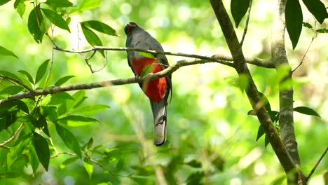 hermoso pájaro gris y rojo sentado en la rama de un árbol en un paisaje verde de verano