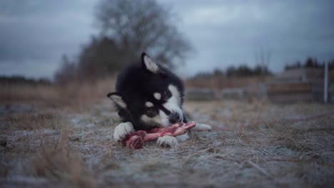 el perro malamute de alaska se alimenta de hueso de carne fresca en el campo