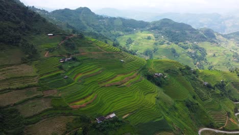 campos de arroz en terrazas vietnamitas