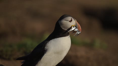 puffin with fish in its beak