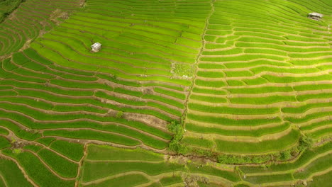 terraza de campo de arroz en tierras de agricultura de montaña.