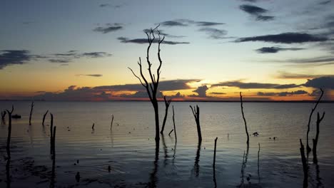 troncos de árboles secos en el río al atardecer