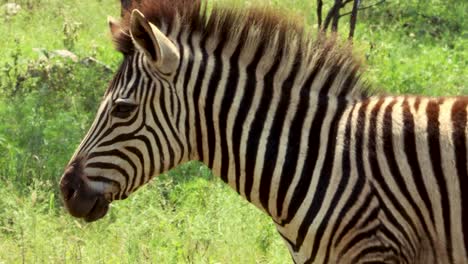 Gesicht-Eines-Zebrababys-In-Freier-Wildbahn,-Nahaufnahme-4k