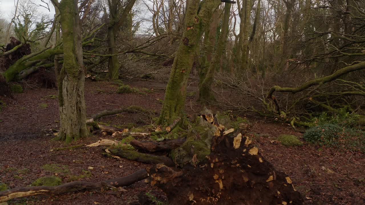 Uprooted trees and snapped branches litter the forest after a severe storm, aerial over forest understory