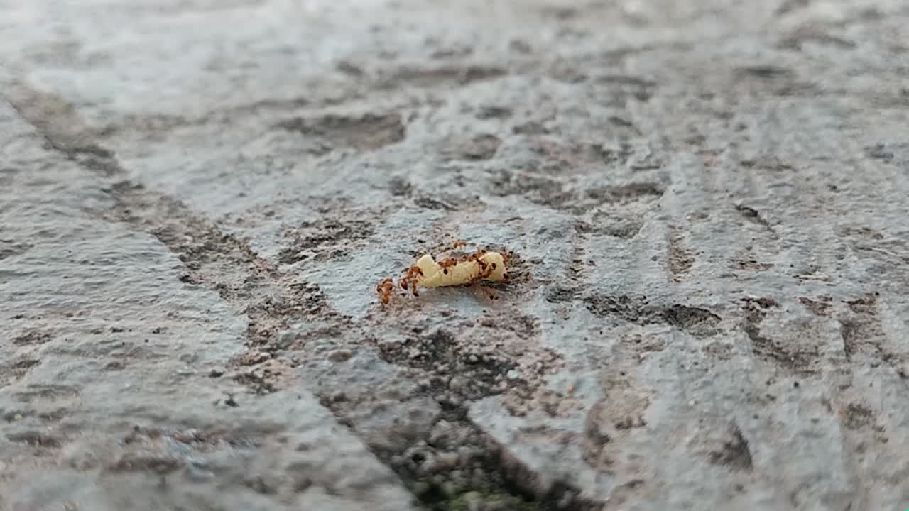 lapso de tiempo de las hormigas llevando comida de regreso a su casa