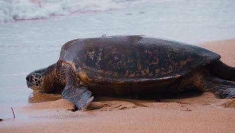sea turtle on a beach with water washing over it