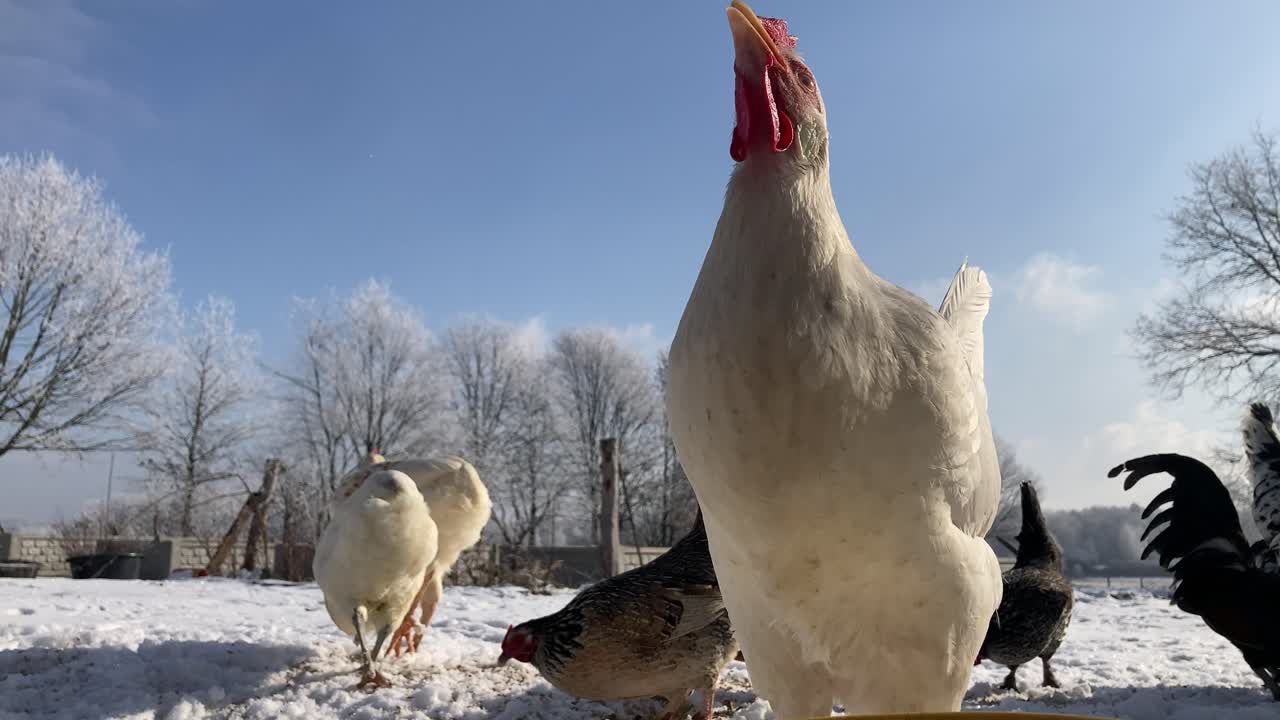 Low-angle shot of hens drinking and pecking grain on a snowy farm. Frost-covered trees glisten under bright winter sunlight in rural Poland