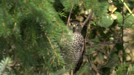 eurasian sparrowhawk hiding in pinetree to stalk on prey