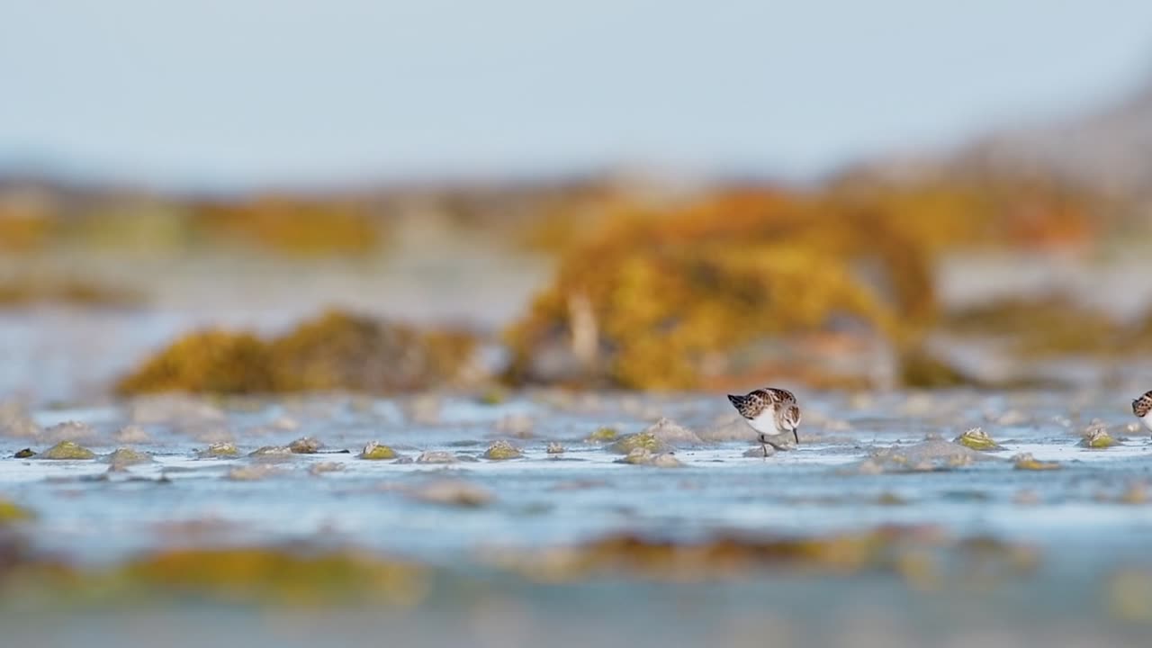 Dvergsnipe (Calidris minuta) som spiser ved soloppgang på en tidevannsflate i en vestnorsk fjord. Filmatiske naturopptak fanget i gyllent lys.