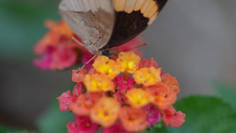 Prores-macro-of-wild-butterfly-gathering-nectar-of-orange-flower-in-botanical-garden