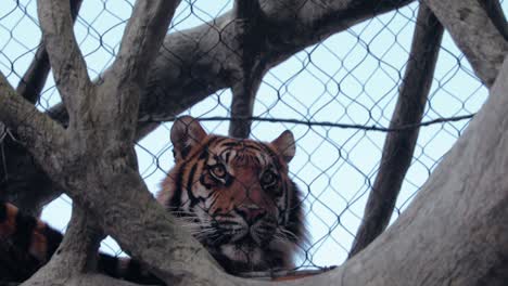 close up of a tiger relaxing inside a tunnel made out of metal and carved wood roots