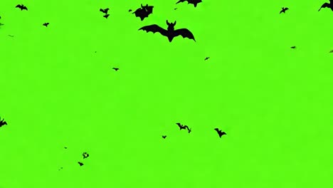 bats flying in a green screen