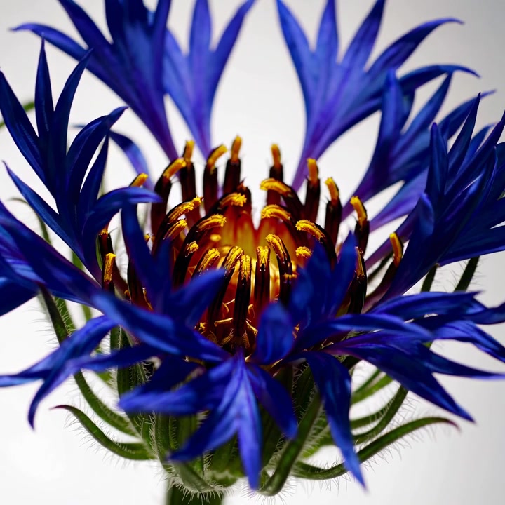 Time Lapse of a Blue Cornflower Blooming