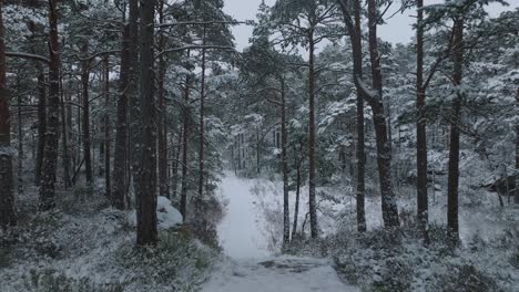 imágenes suaves en slomo del bosque de invierno en noruega