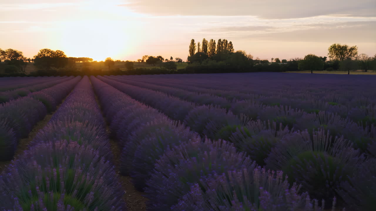 A vibrant lavender field at sunset