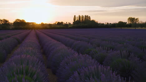 a vibrant lavender field at sunset