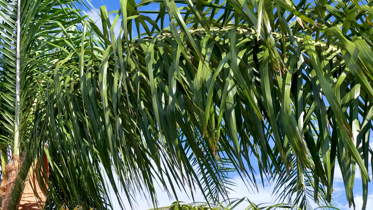 Palm tree fronds move in bright sunlight, blue sky background, gentle camera pan, tropical setting