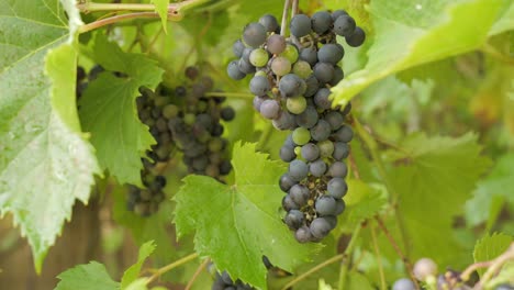 close-up of purple grapes growing in a fruit garden