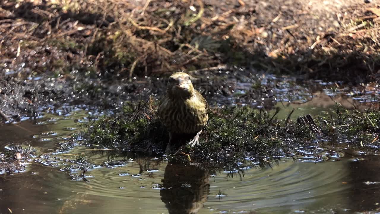 vista frontal de cerca de una hembra de piquituerto bebiendo agua de un charco
