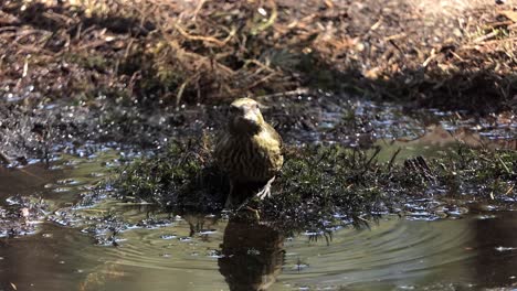 Nahaufnahme-Eines-Weiblichen-Fichtenkreuzschnabels,-Der-Wasser-Aus-Einer-Pfütze-Trinkt