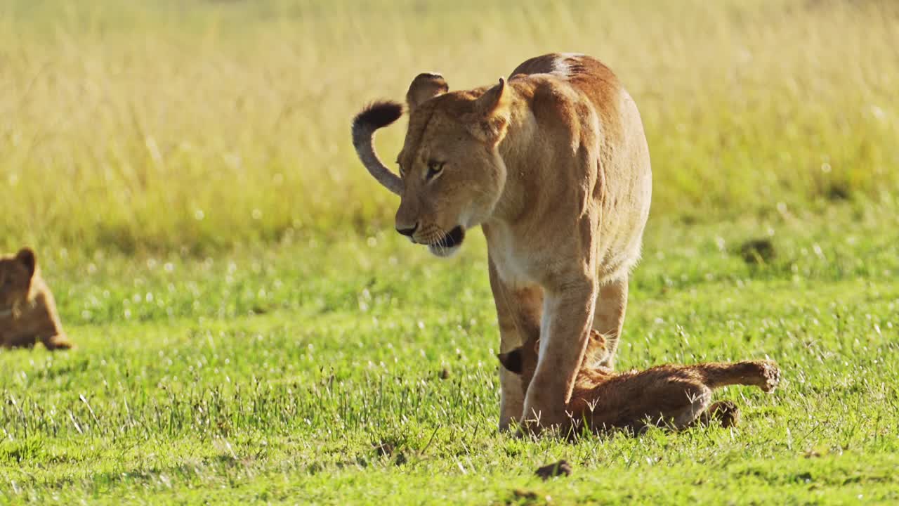 slow motion shot van schattige afrikaanse dieren in het masai mara national reserve, moeder leeuw speelt met speelse schattige leeuwenkinderen, kenia, afrika safari dieren in masai mara north conservancy