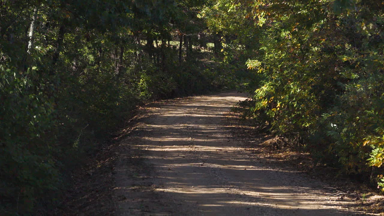 Aerial descend through autumn trees revealing dirt road running through Ozark forest, Arkansas