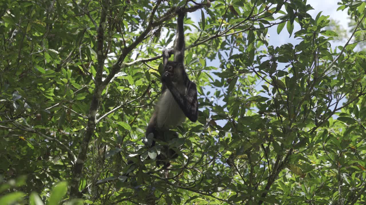 mono comiendo fruta en el árbol