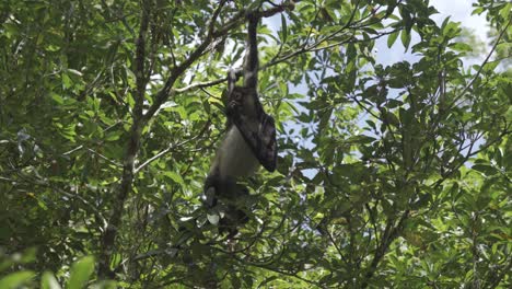 Affe-Frisst-Früchte-Am-Baum