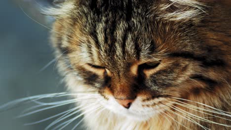 Eine-Schwarze-Und-Weiße-Erwachsene-Katze,-Die-Auf-Einer-Terrasse-Ruht