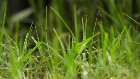 ants in grass finding - new salter