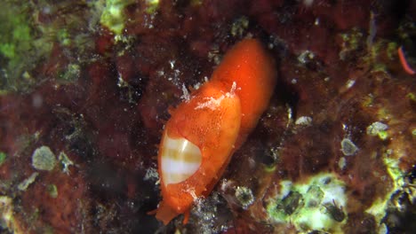 orange cowrie snail on coral reef at night