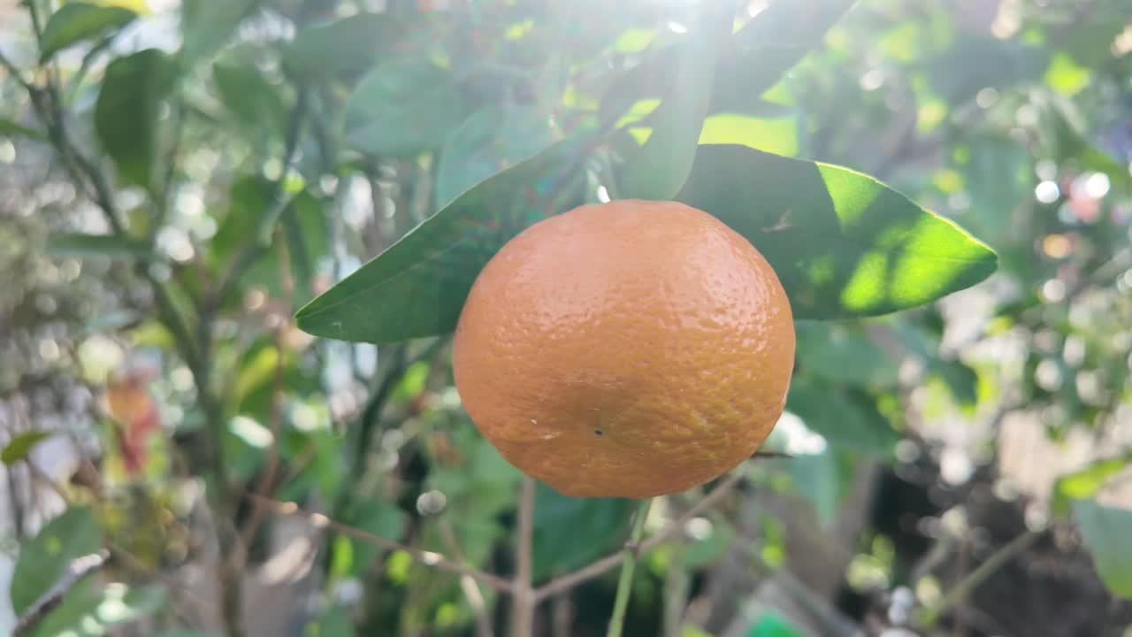Arancia matura appesa a un ramo d'albero alla luce del sole