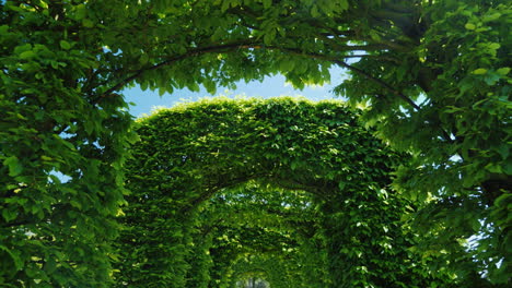 leafy green walkway