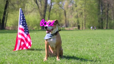 american staffordshire terrier dog in bandana and funny sunglasses at park in front of the usa flag