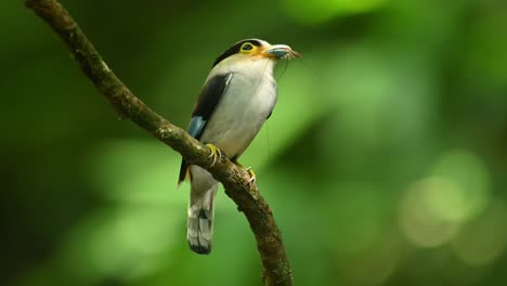 Silberbrust-Breitschnabel,-Serilophus-Lunatus