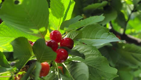 Close-up-view-on-a-cherry-tree-branch-full-of-red-cherries