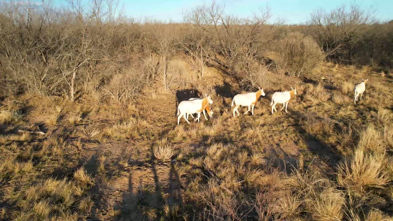 video aereo acercandose a varios oryx en un rancho en texas