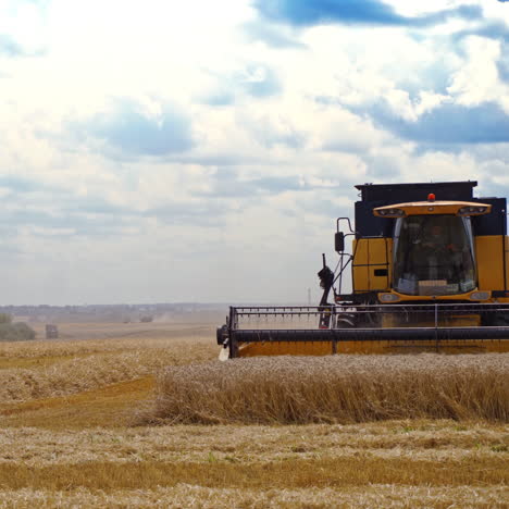 combine harvester gathers yellow wheat. modern machine cutting wheat spikelets in a bright summer day. harvesting grain field at crop season.
