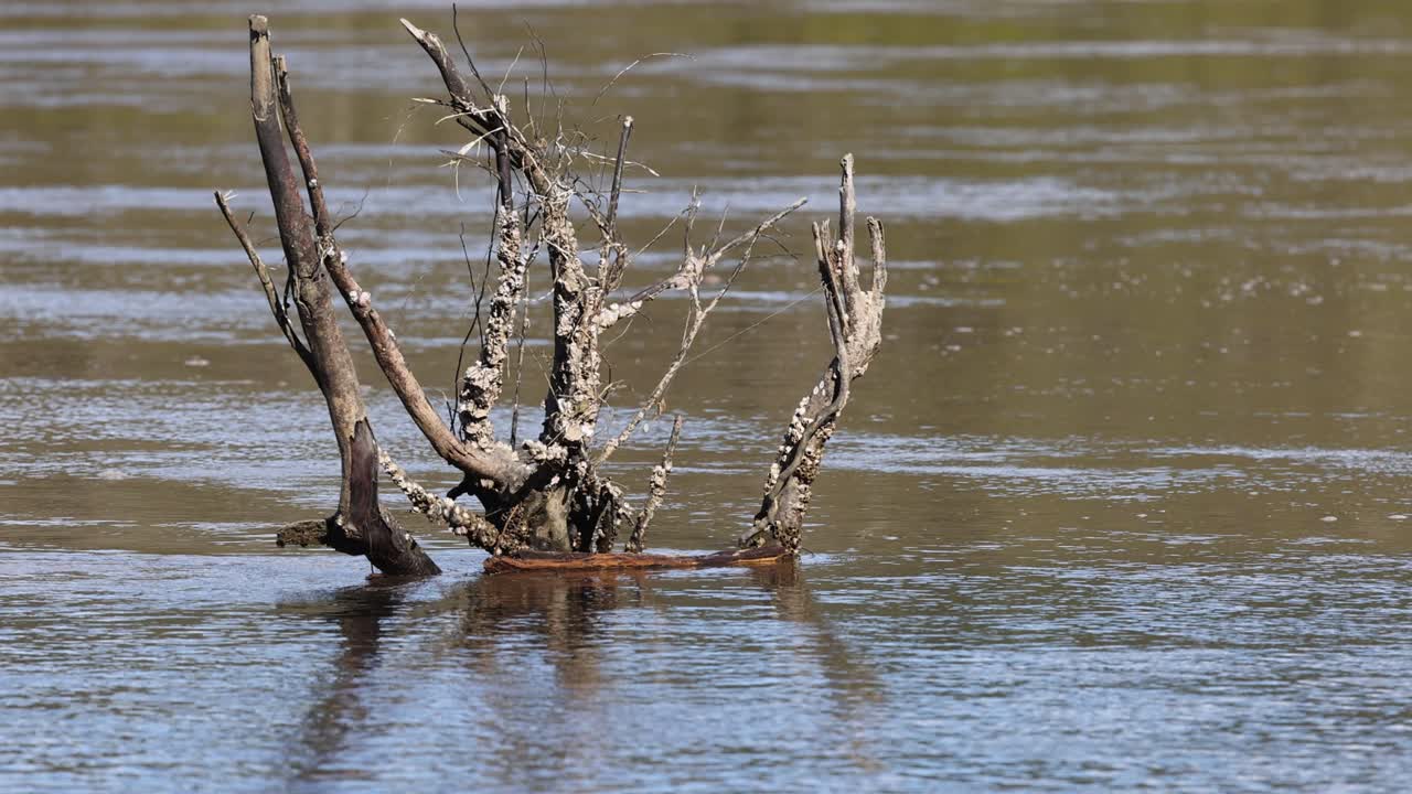 Weathered tree stump stands in gently moving river, natural daylight, steady camera, tranquil mood
