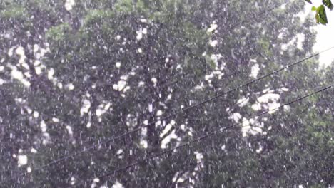 rain heavy with trees and power lines