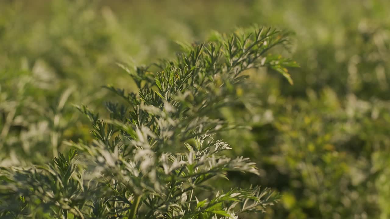 hermosa vista de brotes verdes en el suelo fértil en el campo