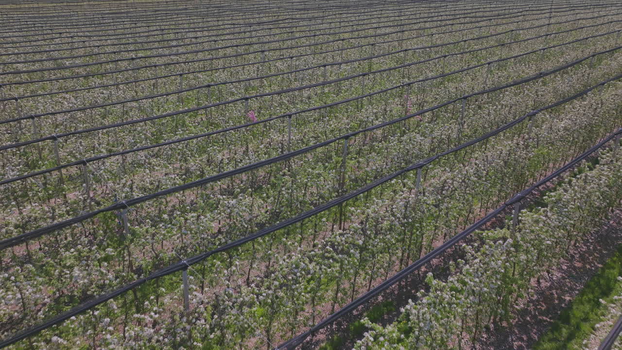Blooming Apple Orchard Aerial View