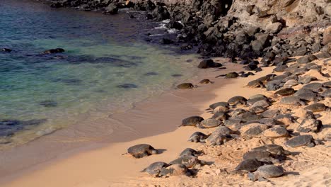 wild honu giant hawaiian green sea turtles on the sandy beach at hookipa beach park, maui hawaii