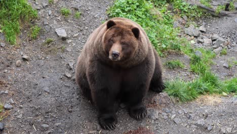 brown bear sitting and looking towards the videocamera, alaska