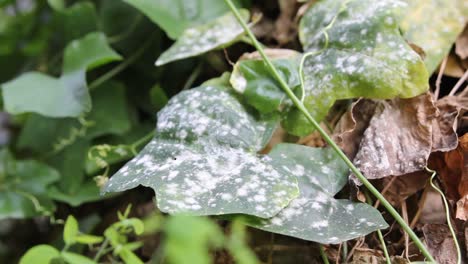 RACK-FOCUS,-Green-Leaves-With-White-Fungal-Disease,-CLOSE-UP