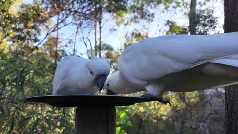 native australian cockatoos eating seeds on a plate then one of the bird is flying away