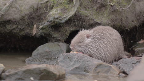 Pequeña-Rata-Coipo-Nutria-Bebé-Ahuyentada-Por-Una-Nutria-Más-Grande-En-La-Orilla-Del-Río