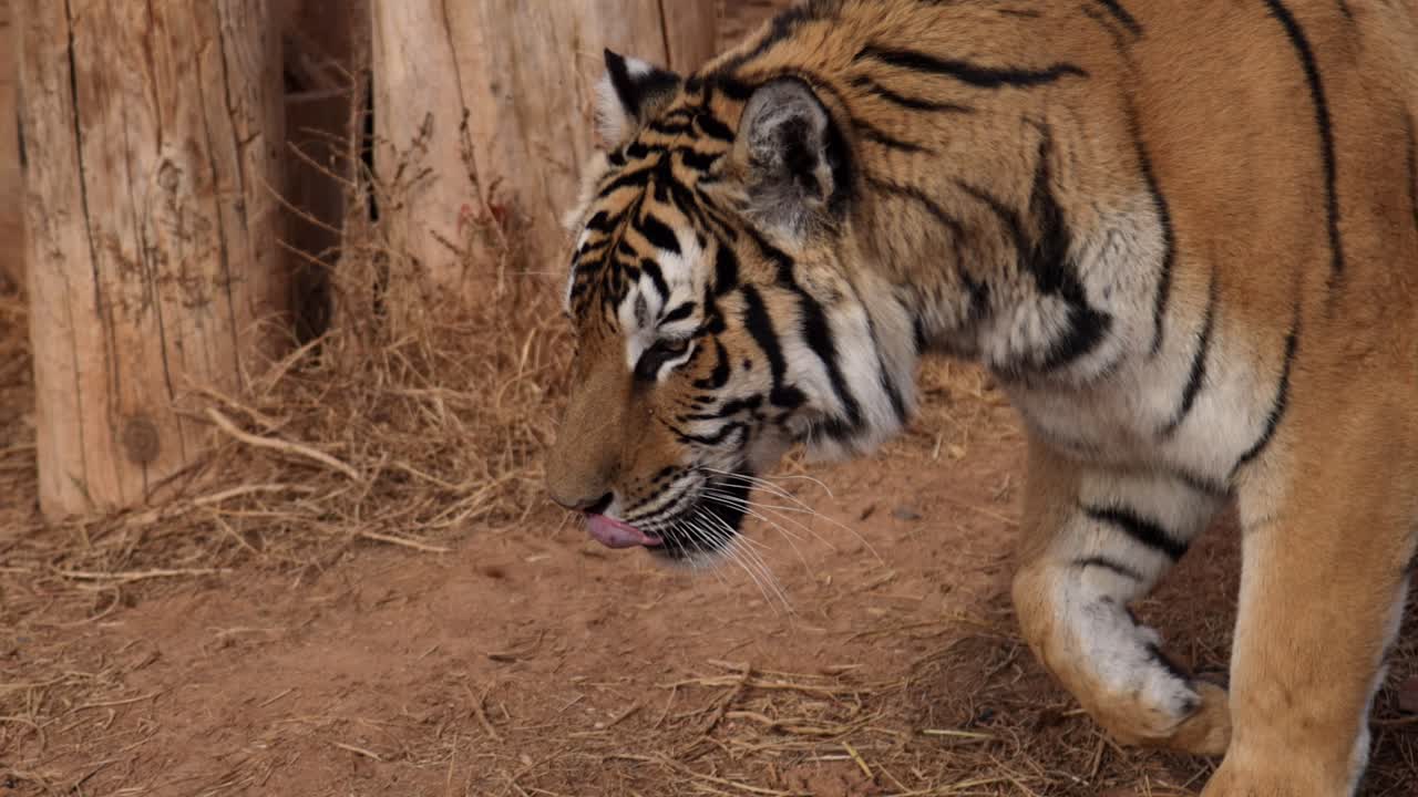 bengal tiger walking dry bush area