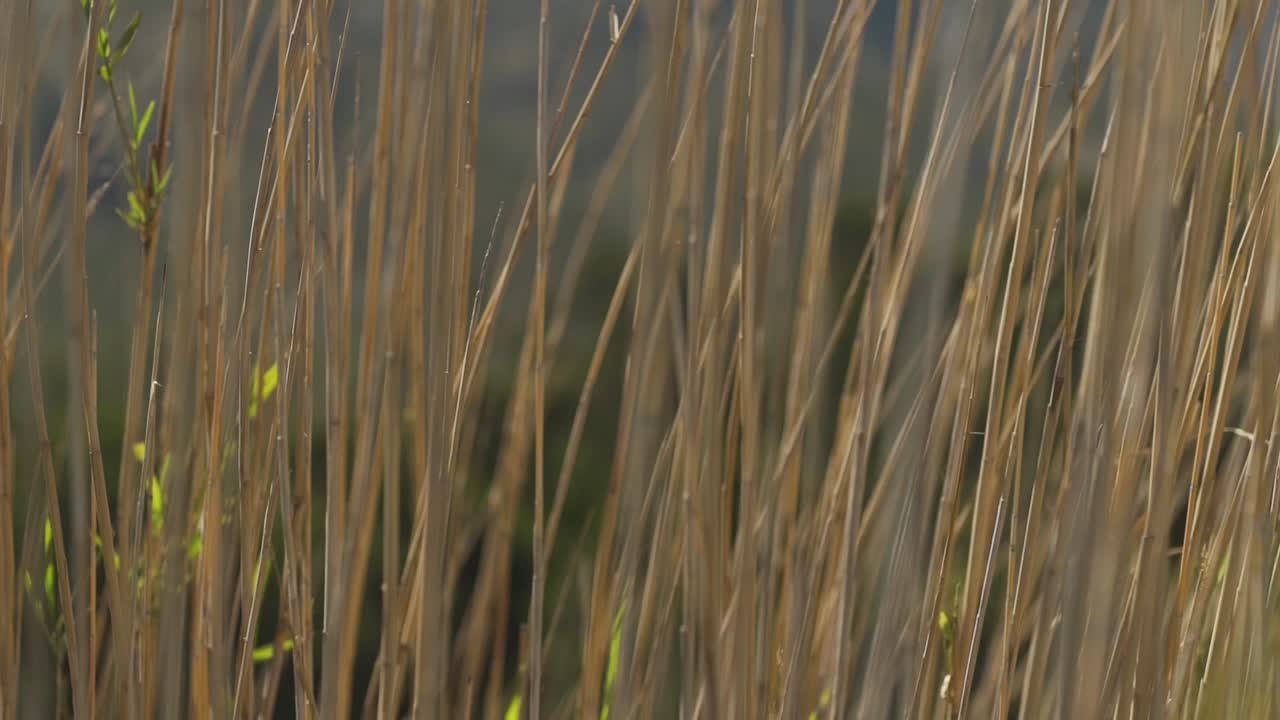 여름날 바람에 날리는 갈대의 클로즈업 샷
